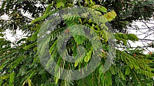 Tropical tree swaying in the monsoon rains