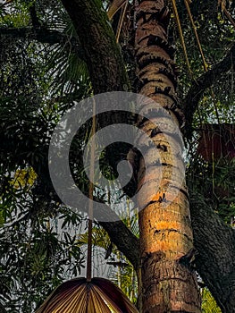 Tropical Tree Bark Texture with Golden Light