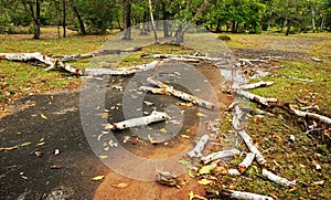Tropical tree trunk fallen down after heavy storm