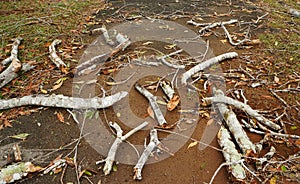 Tropical tree trunk fallen down after heavy storm