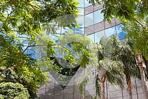 Tropical trees against a very modern building reflecting blue sky and clouds