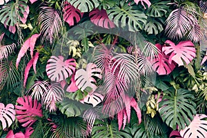 Tropical trees arranged in full background Or full wall There are leaves in different sizes, different colors, various sizes, many