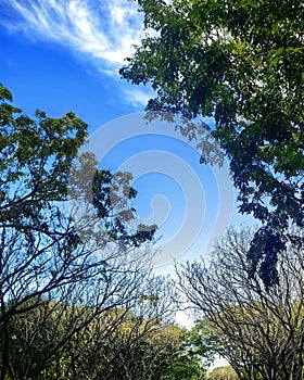 Tropical trees and blue sky