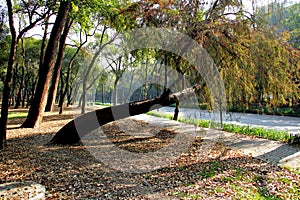 Tropical trees in Chapultepec Park.