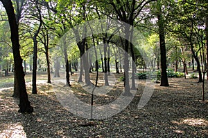 Tropical trees in Chapultepec Park.