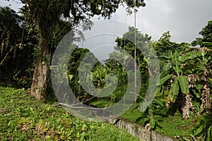 Tropical trees in Grande Riviere village in Trinidad and Tobago