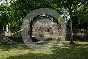 Tropical trees growing on the Maya ruins of \'Cahal Pech\' in San Iganacio, Belize