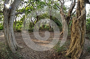 Tropical trees in Keoladeo National Park