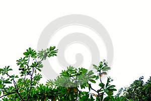 Tropical trees leaves on white isolated background for green foliage backdrop