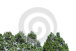 Tropical trees leaves on white isolated background for green foliage backdrop