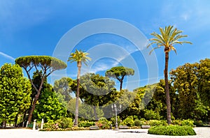 Tropical trees on Piazzale Napoleone I in Rome