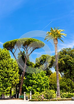 Tropical trees on Piazzale Napoleone I in Rome