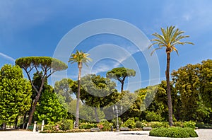 Tropical trees on Piazzale Napoleone I in Rome, Italy photo