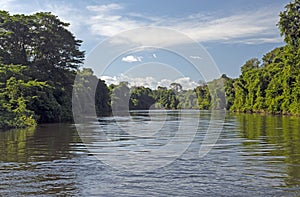 Tropical Trees and a Tropical Rainforest River photo