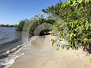 tropical trees on a secluded beach