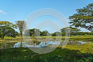 Tropical trees in Sri Lanka,