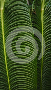 tropical trees texture background green
