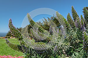 Tropical trees and tropical flowers in bloom, clear blue sky background