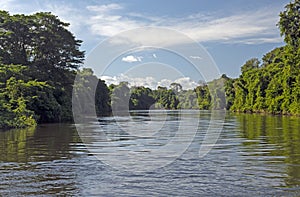 Tropical Trees and a Tropical Rainforest River