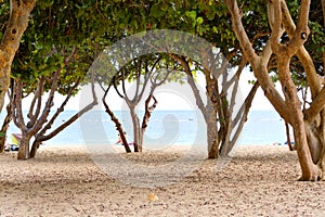 Through tropical trees trunks and lush foliage view to Atlantic Ocean on the Playa de Las Teresitas beach Santa Cruz de Tenerife