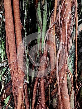 Tropical trees and vines on a Maldivian island