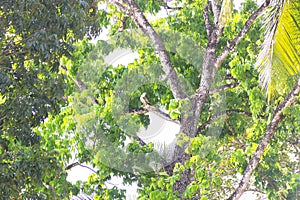 tropical treescape with Crested Hawk-eagle photo