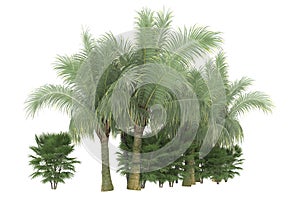 Tropical tress isolated on background. 3d rendering - illustration