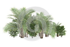 Tropical tress isolated on background. 3d rendering - illustration