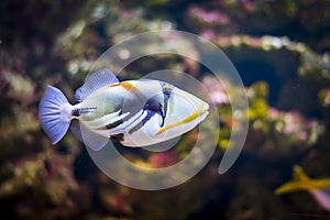 Tropical triggerfish in aquarium photo