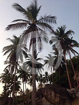 Tropical twilight sun highlights palm