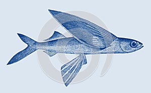 Tropical two-wing flyingfish exocoetus volitans