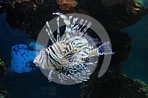 Tropical underwater fish swim in an aquarium with clear water at the bottom of the sea