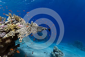 Tropical underwater life