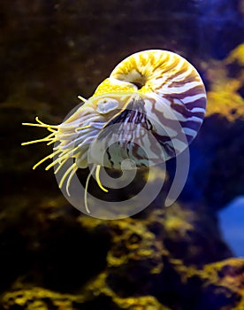 Tropical underwater life in a sea aquarium