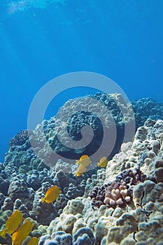 Tropical Underwater scene