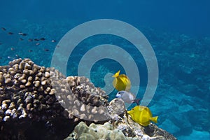 Tropical Underwater scene