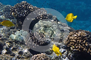 Tropical Underwater scene