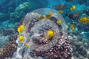 Tropical Underwater scene