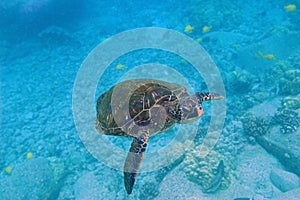 Tropical underwater scene - sea turtle