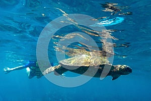 Tropical underwater scene - sea turtle