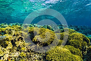 Tropical underwater world with yellow coral reef and fish. Beautiful place for snorkeling