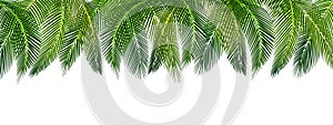 Tropical Various shapes of green palm leaves on top of a picture. Place for advertisement, announcement. illustration