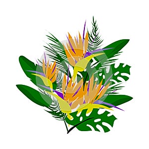 Tropical vector floral collage