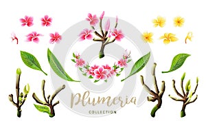 Tropical vector pink plumeria flowers, branches and leaves set for floral card photo
