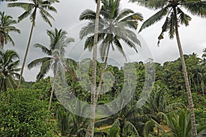 Tropical vegetation