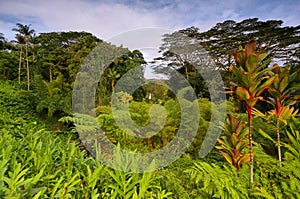 Tropical vegetation with Akaka falls at background