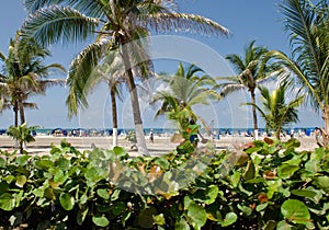 Tropical vegetation and beach