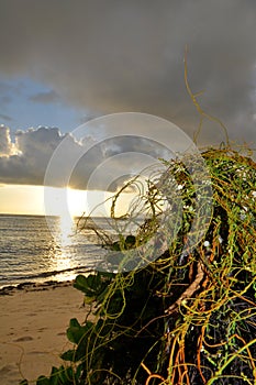 Tropical vegetation on the beach with the sun over the sea in a moody sky
