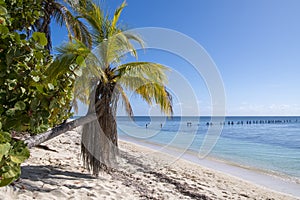 Tropical vegetation with bowed palm and clear sea