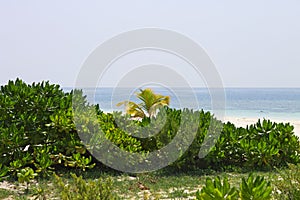 Tropical vegetation on a desert island with little palm trees Ari Atoll, Maldives